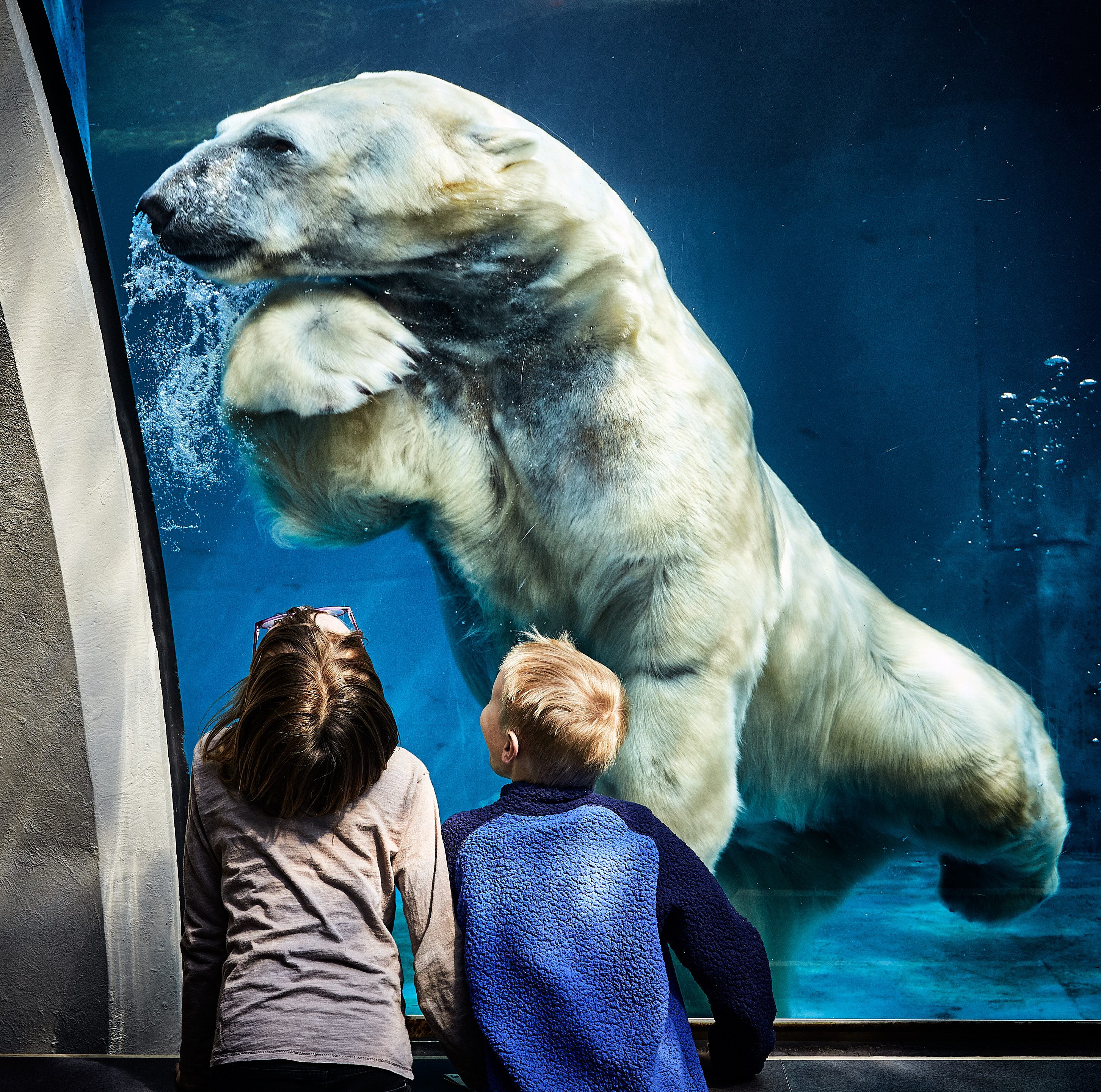 Seeing the polar bears at the PPG Aquarium is definitely on our list of 50 Things to Do in Pittsburgh This Summer.