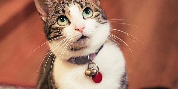 moving a cat into a new home