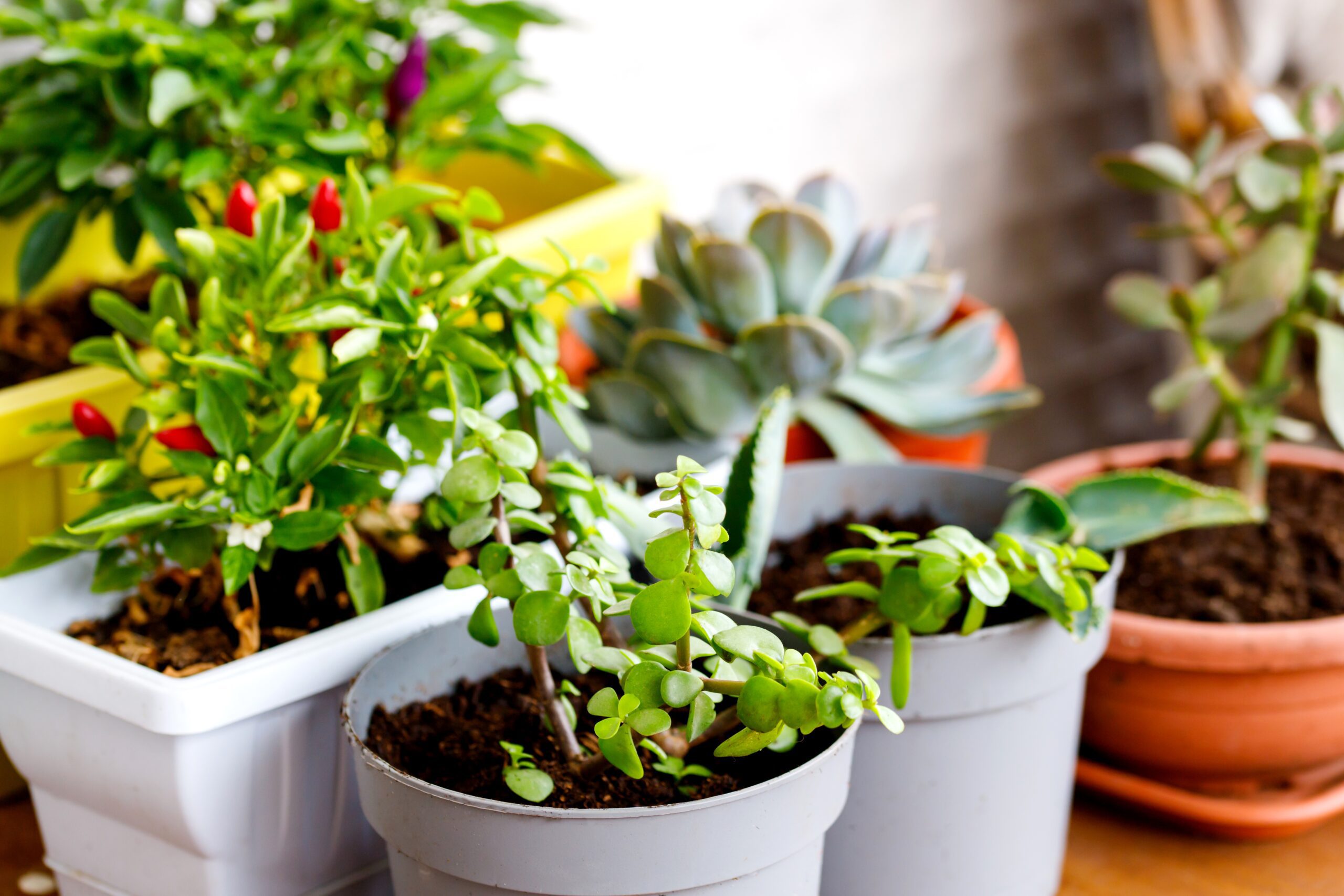 Best houseplants for beginners arranged on a bright indoor shelf