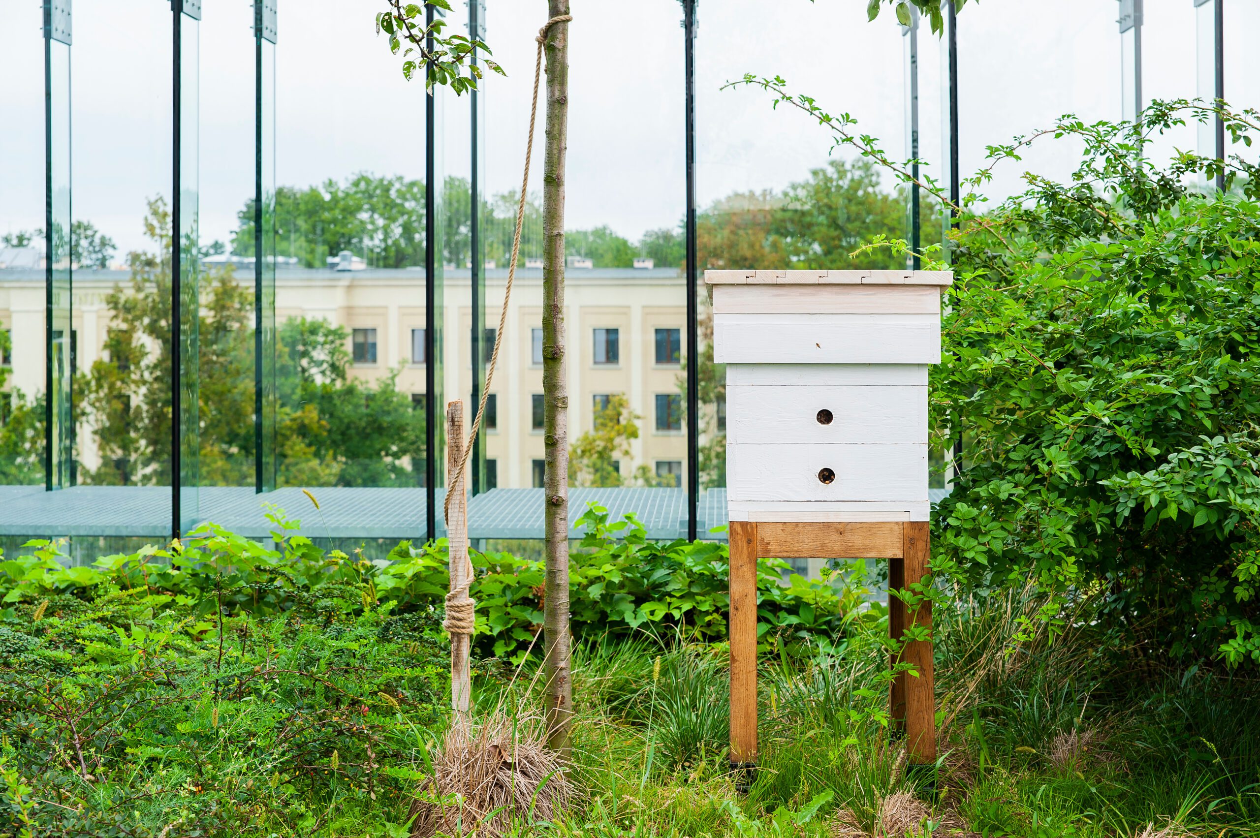 Urban Beekeeping: Harvesting Honey in High-Rise Habitats