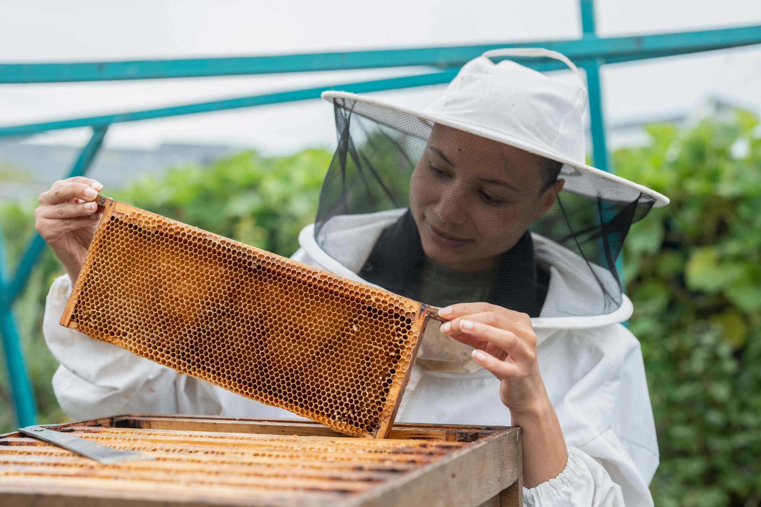 Urban Beekeeping: Harvesting Honey in High-Rise Habitats Embracing Nature in the Concrete Jungle: The Urban Beekeeping Movement