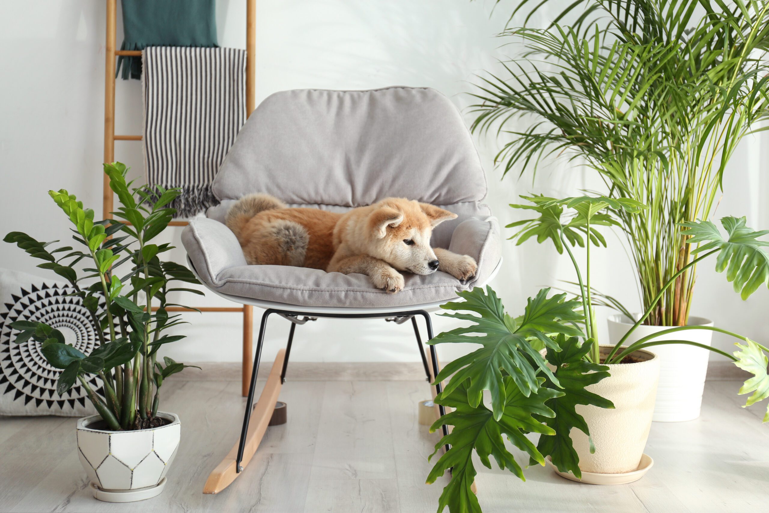 Pet safe houseplants styled in a pet-friendly home