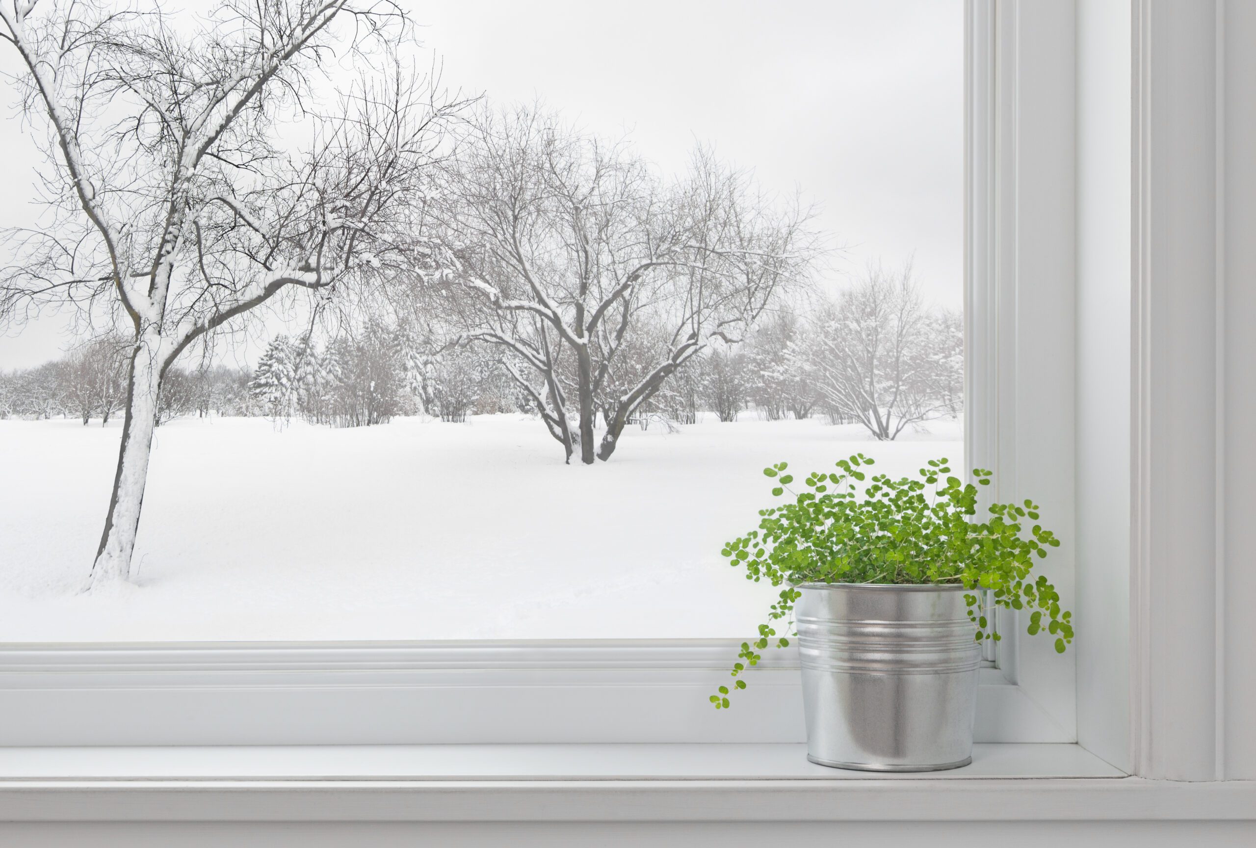 Indoor Storage Ideas for Plant Collectors: Why Plant Collectors Need Smart Storage