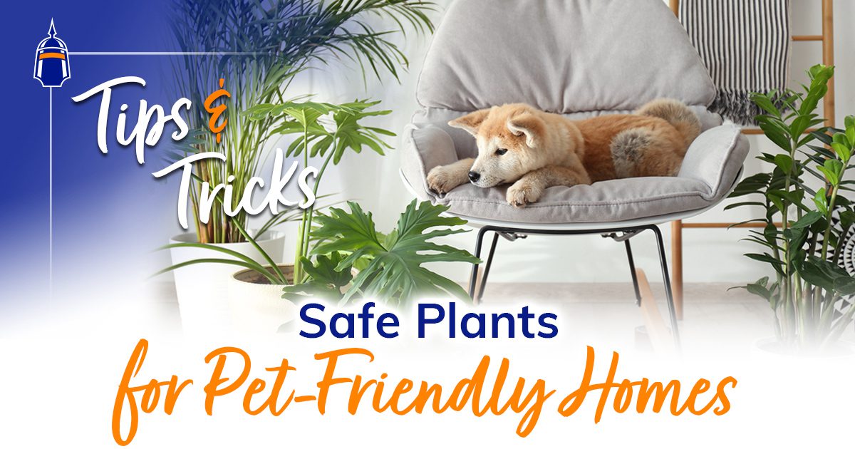 Pet-Friendly Houseplant Guide: Safe Greenery for Your Furry Friends